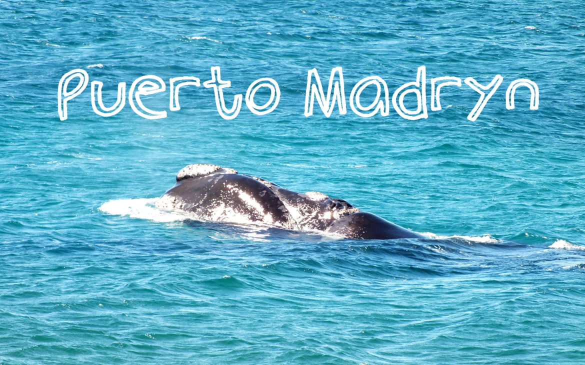 Puerto Madryn: Ballenas y Hospitalidad