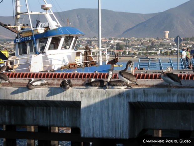 Coquimbo