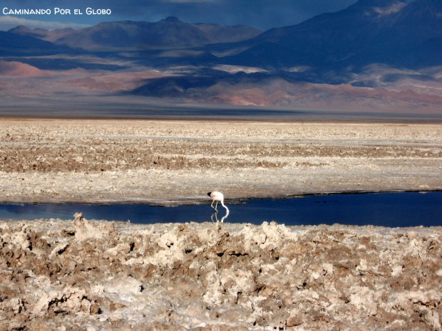 guía de San Pedro de Atacama