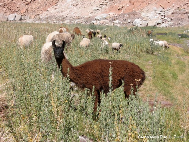 guía de San Pedro de Atacama