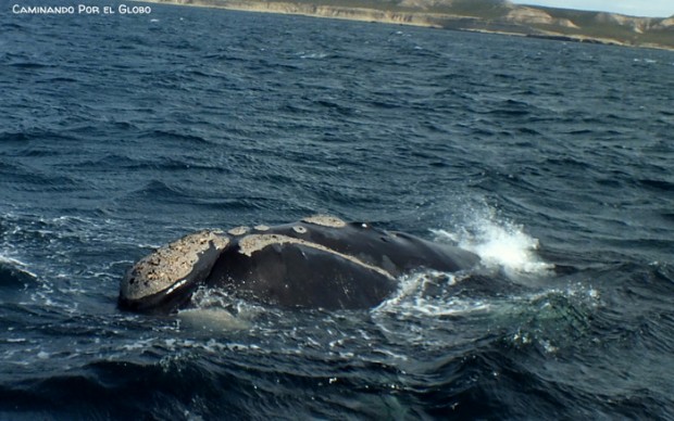 Ballena Franca 