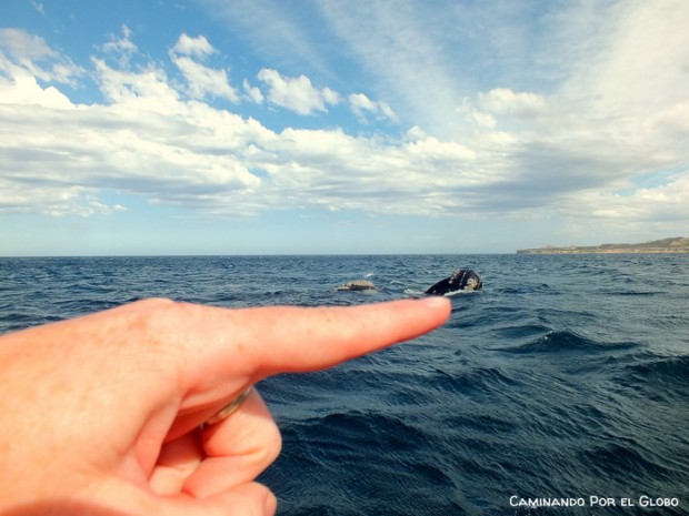 Ballena Franca 