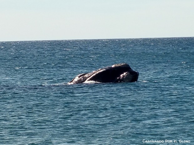 Ballena Franca 