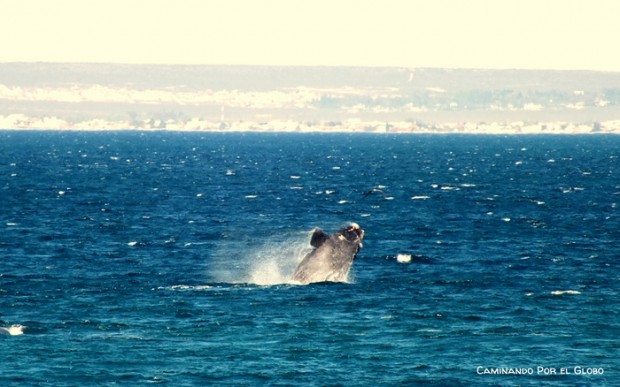 Ballena Franca 