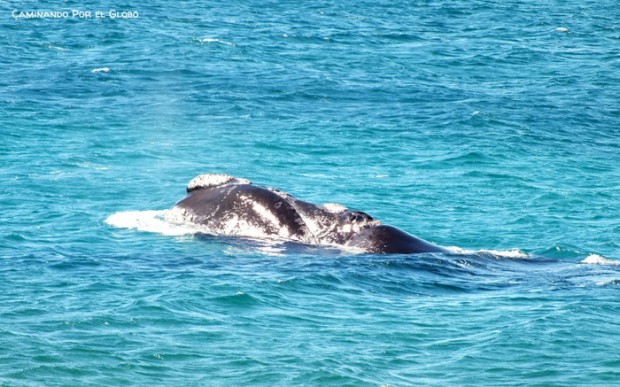 Ballena Franca 