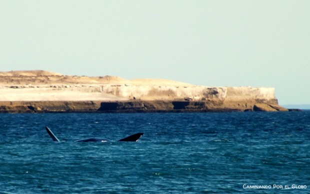 Ballena Franca 