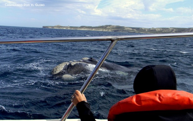 Ballena Franca 