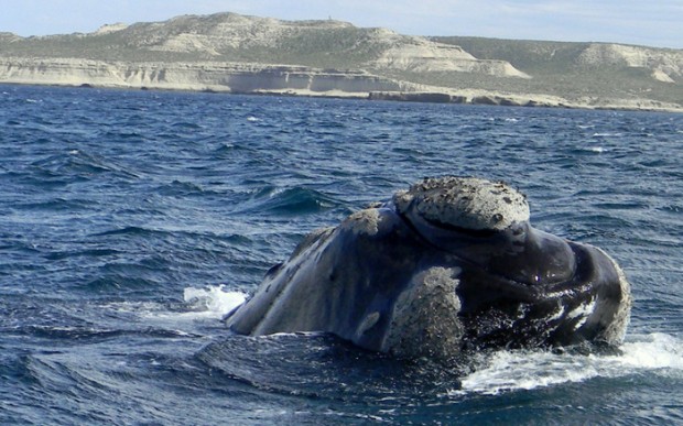 Ballena Franca 