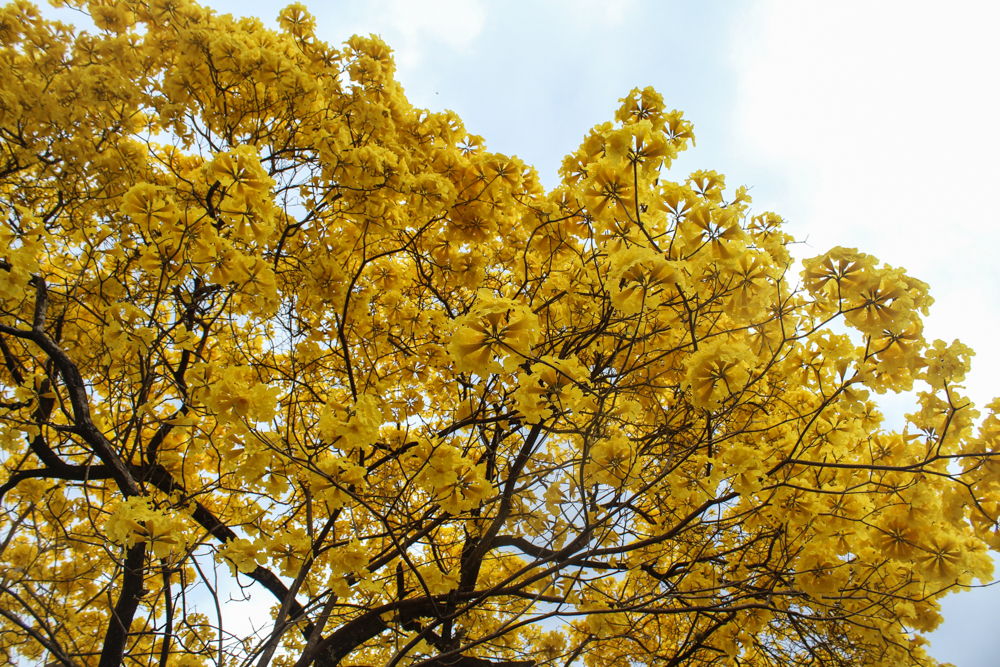 florecimiento guayacanes