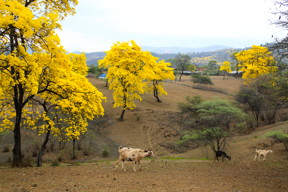 florecimiento guayacanes