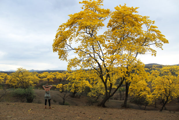 florecimiento guayacanes