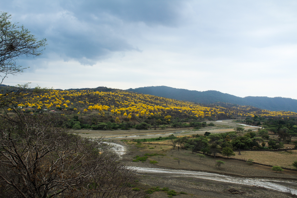 florecimiento guayacanes