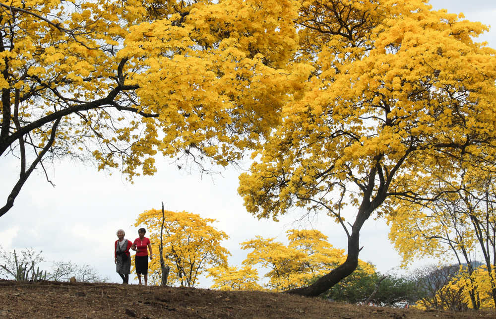 florecimiento guayacanes