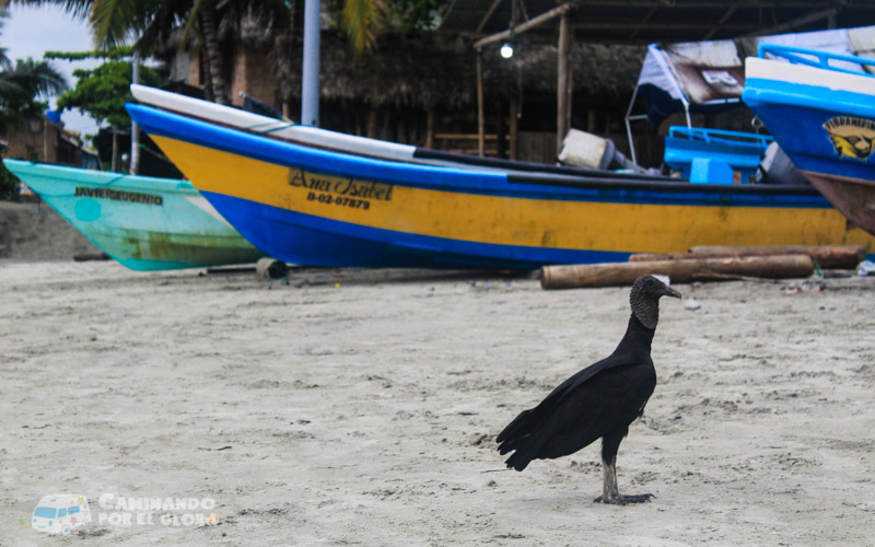 Mompiche Ecuador