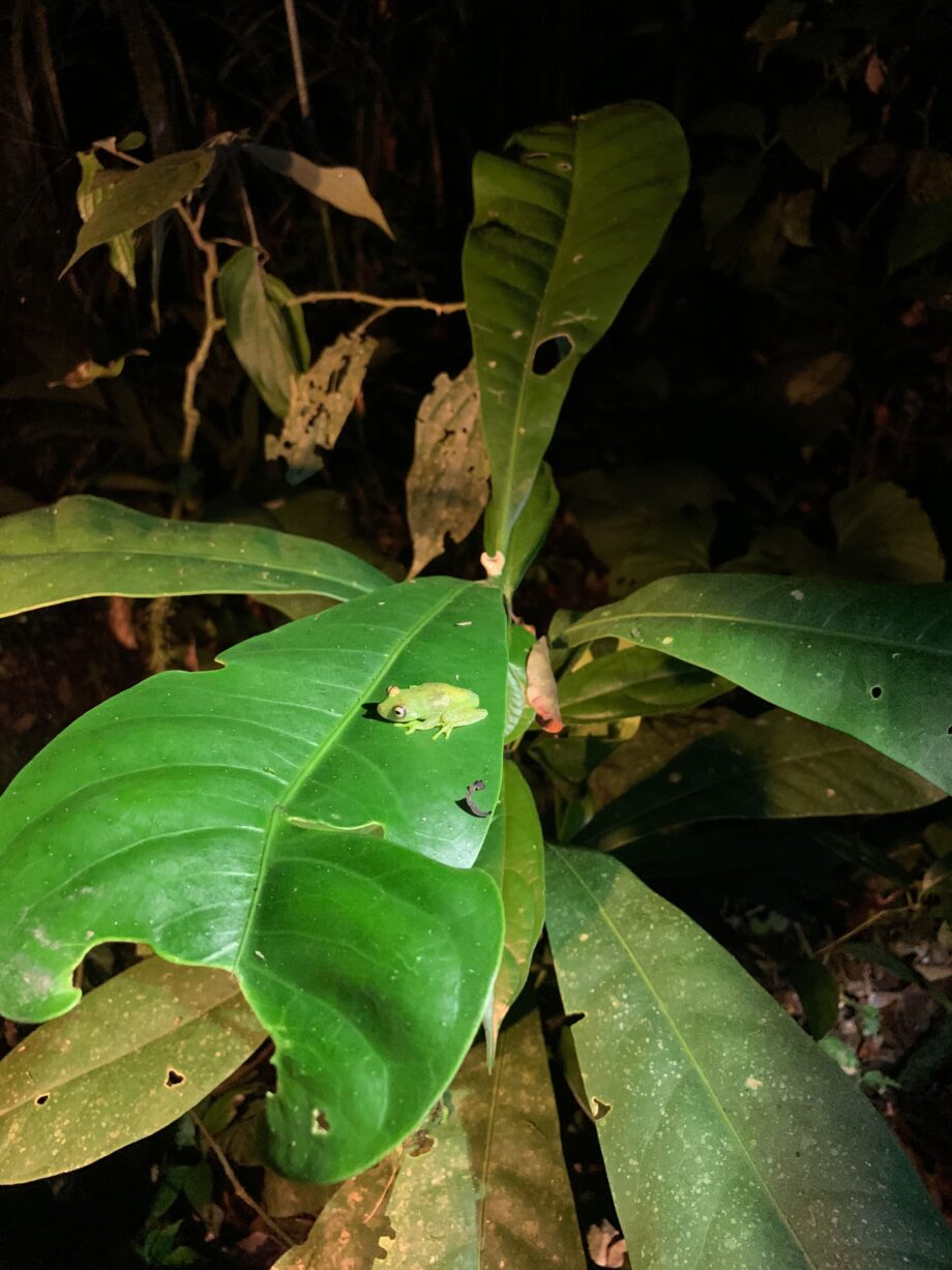 selva de cuyabeno